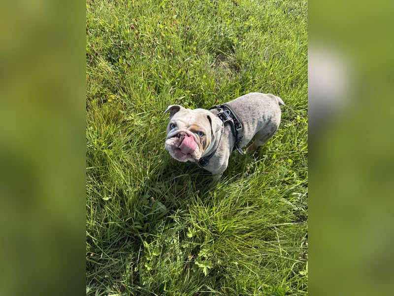 Englische Bulldogge