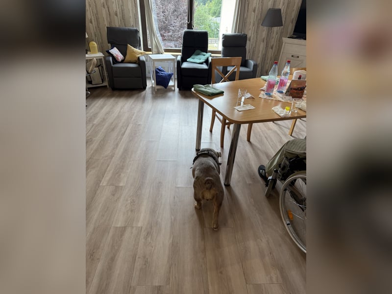 Englische Bulldogge