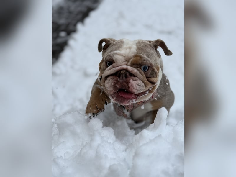 Englische Bulldogge