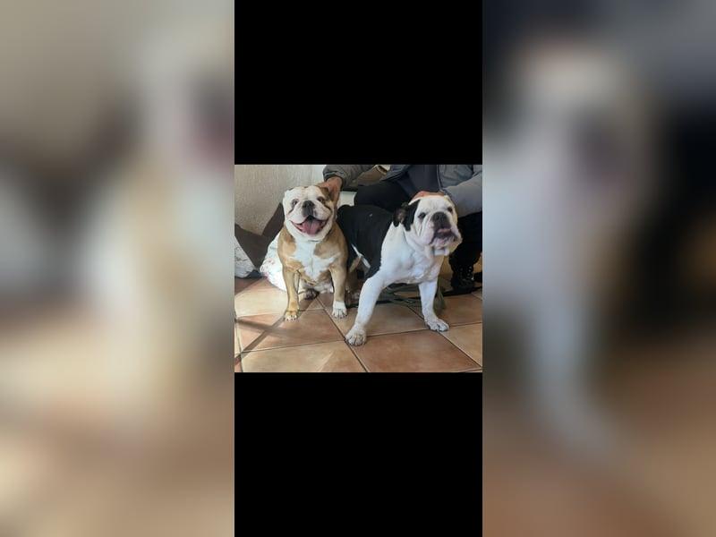Englische Bulldoggen Welpen– 7 süße Mädels suchen bald ein Zuhause!