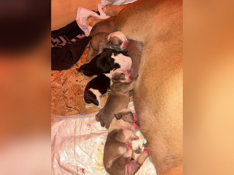 Englische Bulldoggen Welpen– 7 süße Mädels suchen bald ein Zuhause!