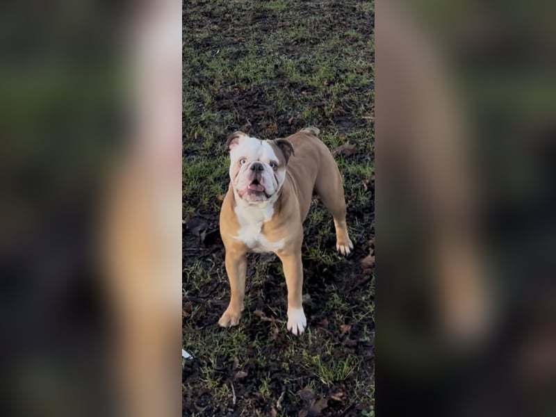 Englische Bulldoggen Welpen– 7 süße Mädels suchen bald ein Zuhause!