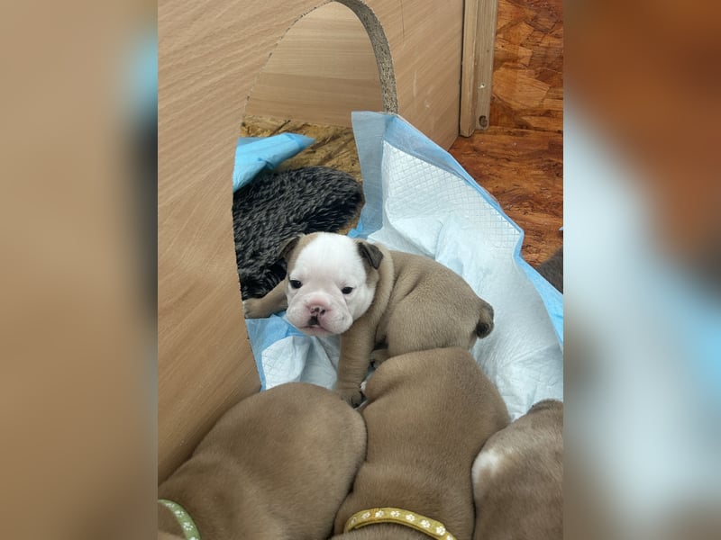 Englische Bulldoggen Welpen– 7 süße Mädels suchen bald ein Zuhause!
