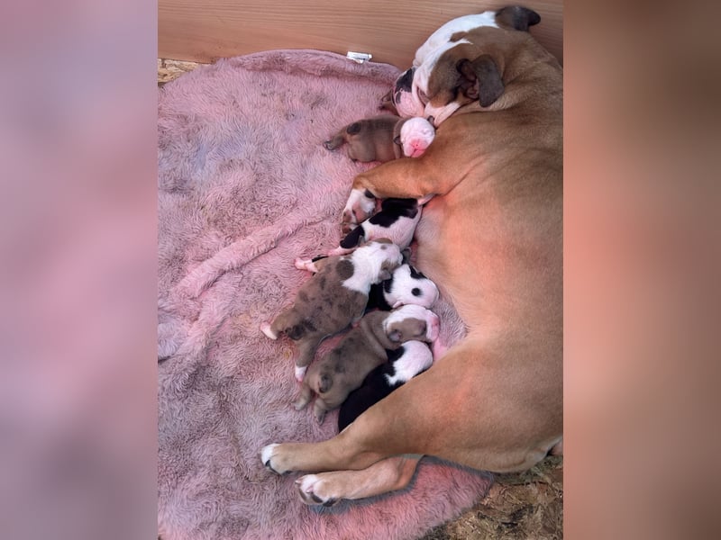 Englische Bulldoggen Welpen– 7 süße Mädels suchen bald ein Zuhause!