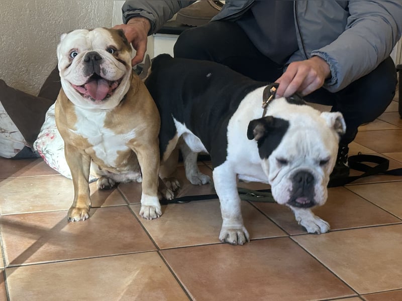 Wurfankündigung – Reinrassige Englische Bulldoggenwelpen (freiatmig & sportlich)