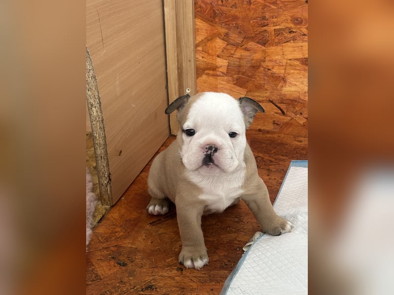 Englische Bulldoggen Welpen– 7 süße Mädels suchen bald ein Zuhause!