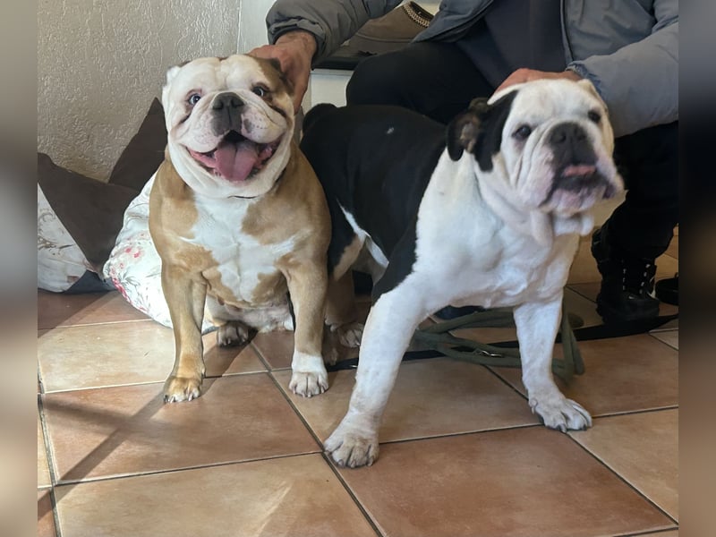 Wurfankündigung – Reinrassige Englische Bulldoggenwelpen (freiatmig & sportlich)