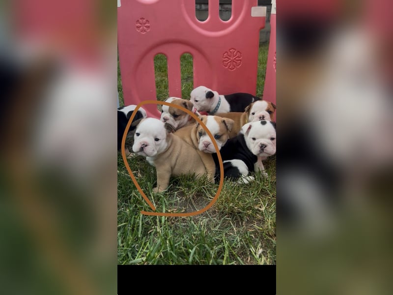 Englische Bulldoggen Welpen– 7 süße Mädels suchen bald ein Zuhause!