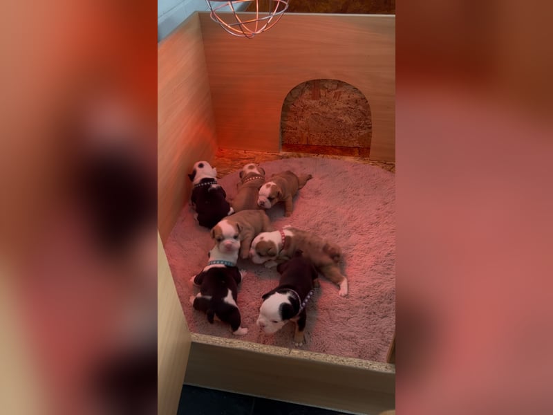 Englische Bulldoggen Welpen– 7 süße Mädels suchen bald ein Zuhause!