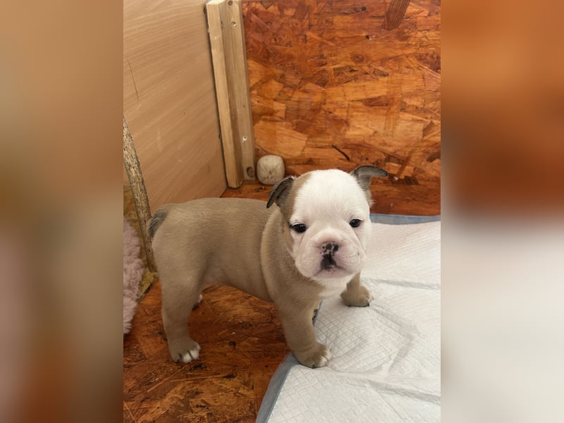 Englische Bulldoggen Welpen– 7 süße Mädels suchen bald ein Zuhause!