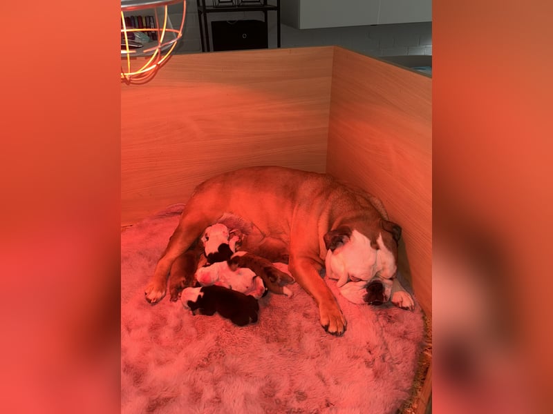 Englische Bulldoggen Welpen– 7 süße Mädels suchen bald ein Zuhause!