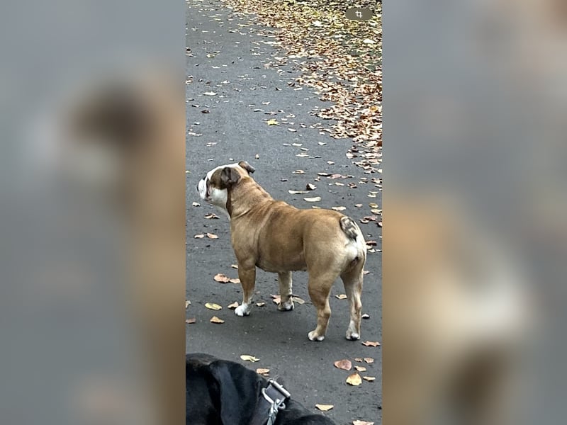 Englische Bulldoggen Welpen– 7 süße Mädels suchen bald ein Zuhause!