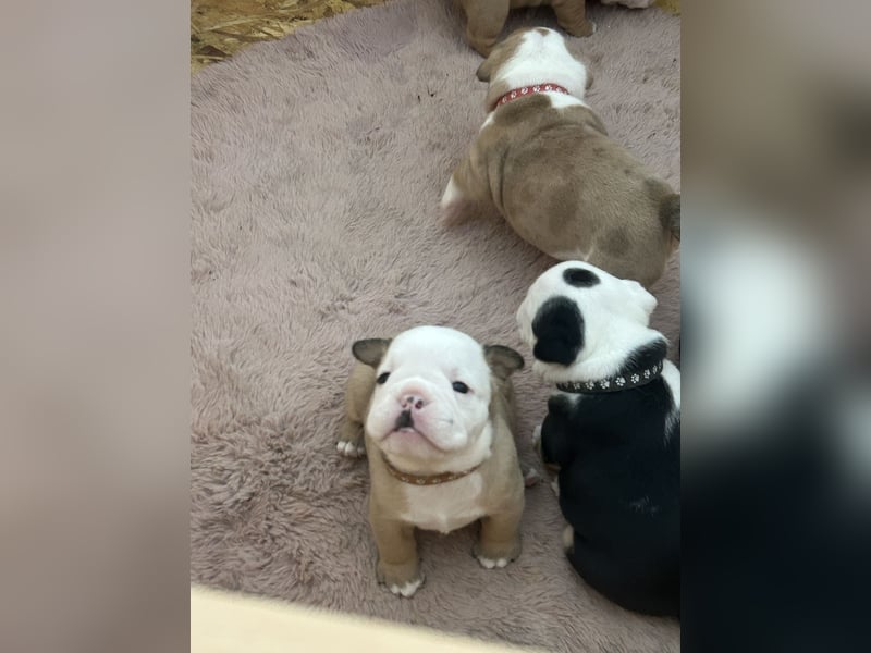 Englische Bulldoggen Welpen– 7 süße Mädels suchen bald ein Zuhause!