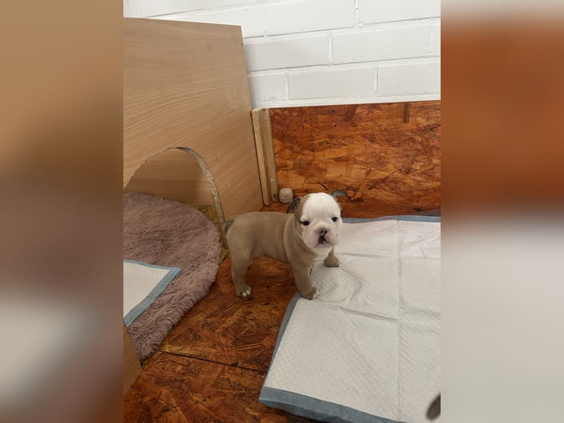 Englische Bulldoggen Welpen– 7 süße Mädels suchen bald ein Zuhause!