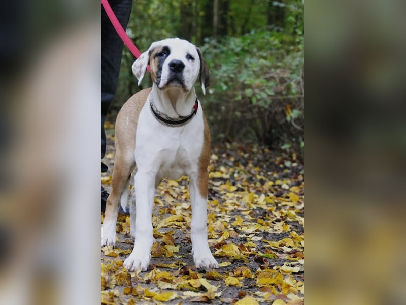 OEB Old englisch Bulldog und Dobermann Mix Welpe