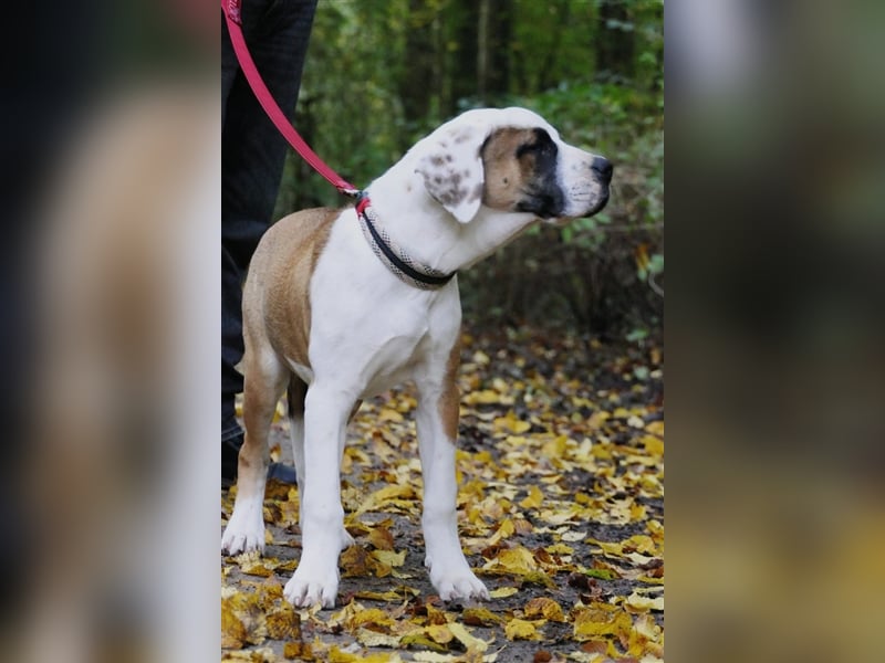 OEB Old englisch Bulldog und Dobermann Mix Welpe