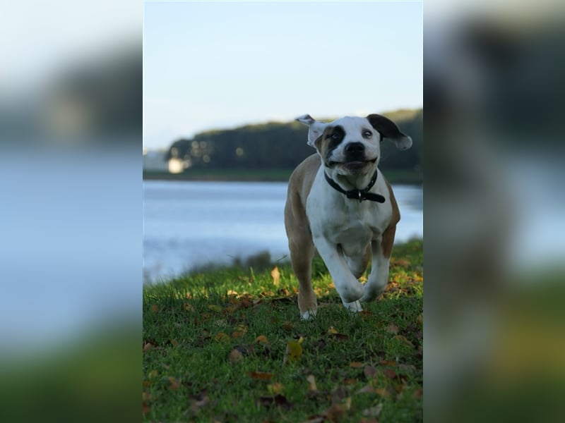 OEB Old englisch Bulldog und Dobermann Mix Welpe