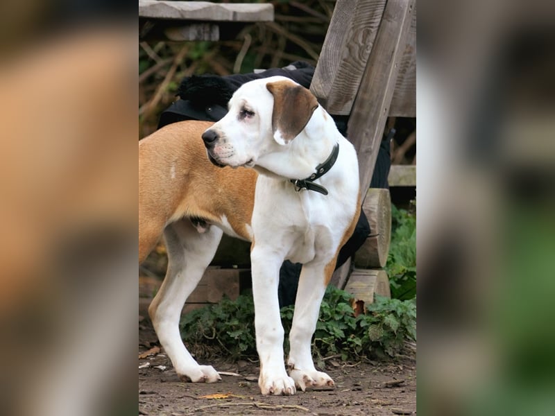 OEB Old englisch Bulldog und Dobermann Mix Welpe