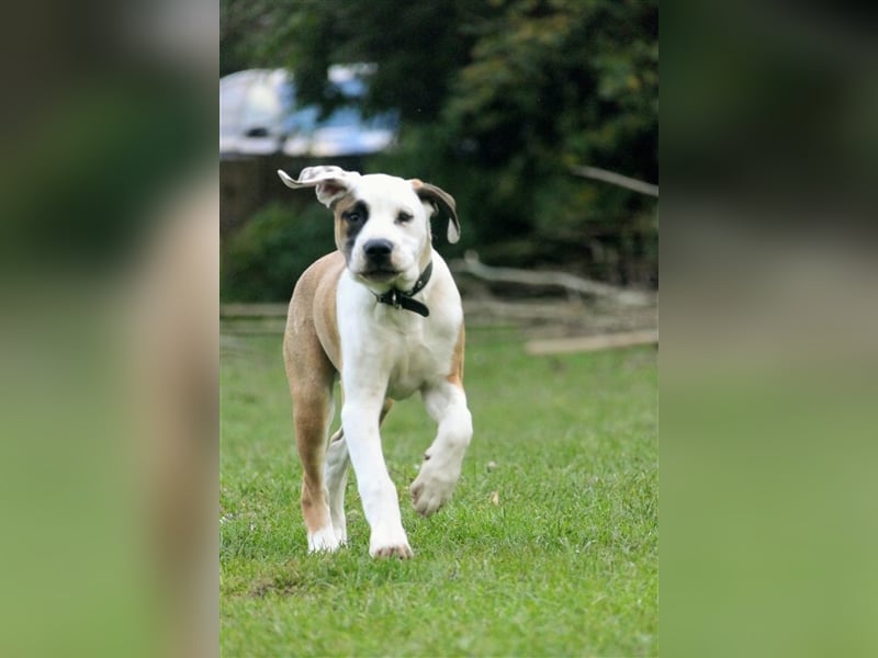 OEB Old englisch Bulldog und Dobermann Mix Welpe