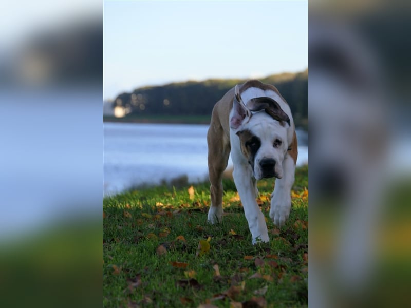 OEB Old englisch Bulldog und Dobermann Mix Welpe