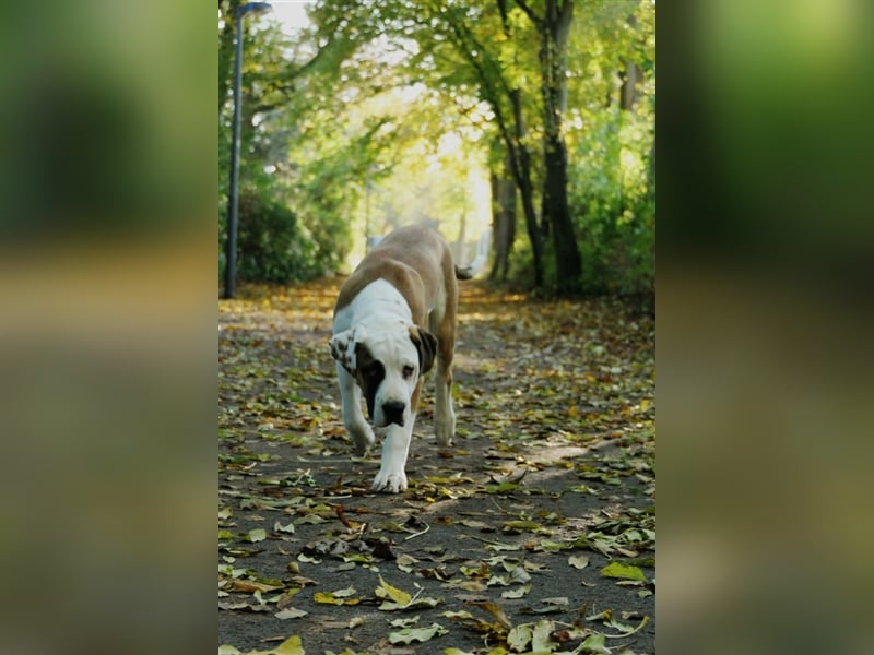 OEB Old englisch Bulldog und Dobermann Mix Welpe