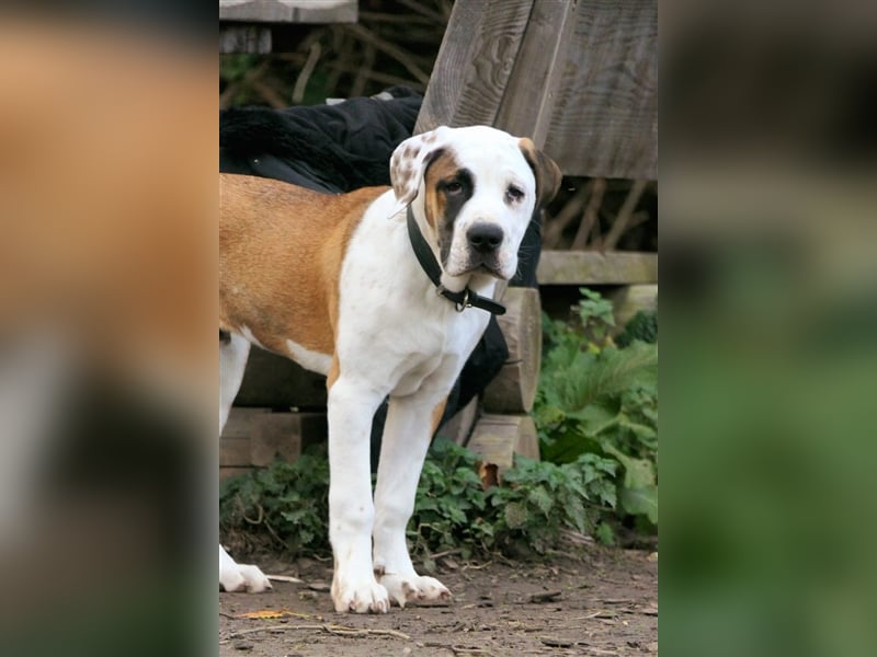 OEB Old englisch Bulldog und Dobermann Mix Welpe