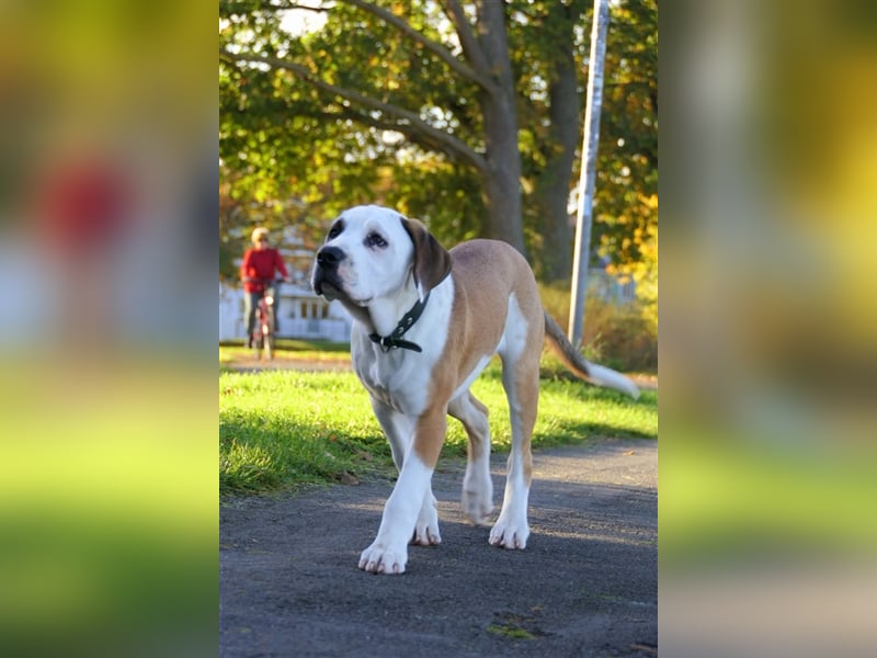 OEB Old englisch Bulldog und Dobermann Mix Welpe