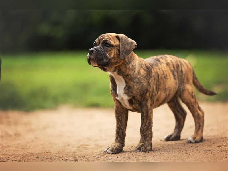 Englische Bulldogge (alternativ)