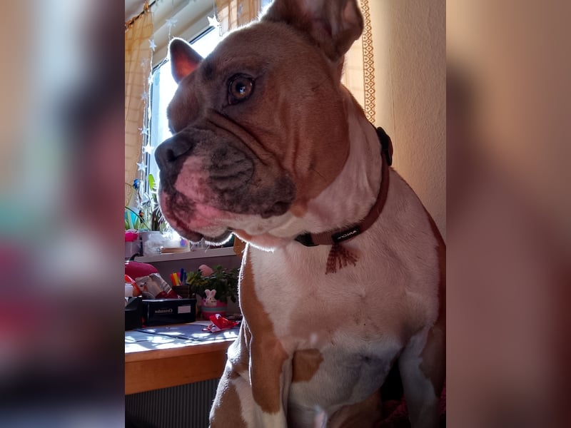 Bruno möchte Einzel Prinz sein