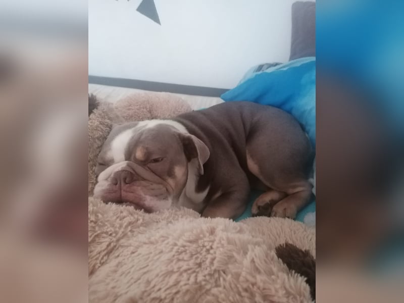 Englische Bulldogge