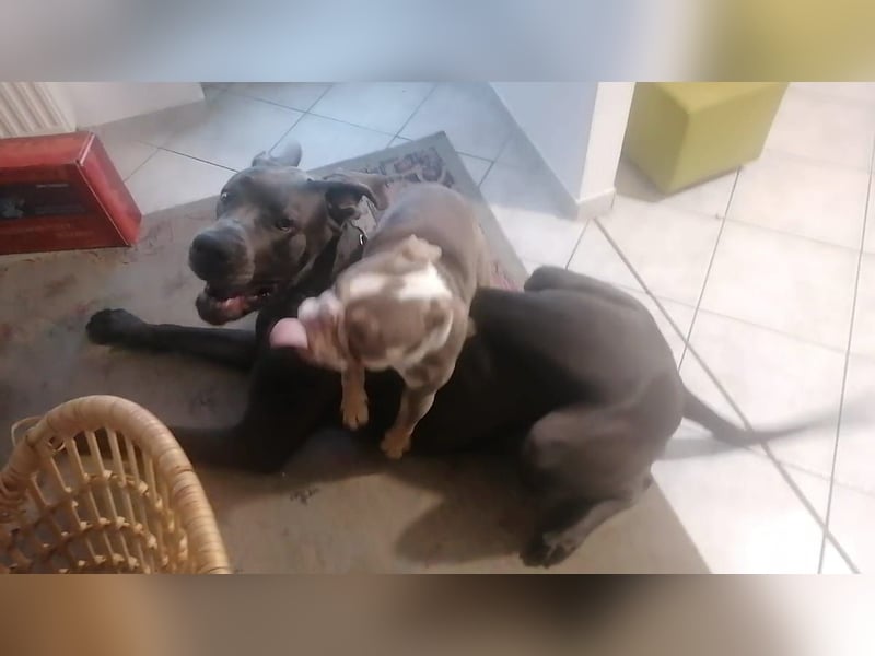 Englische Bulldogge