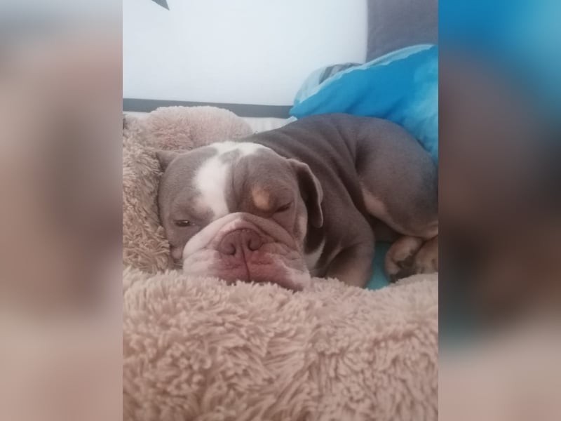 Englische Bulldogge