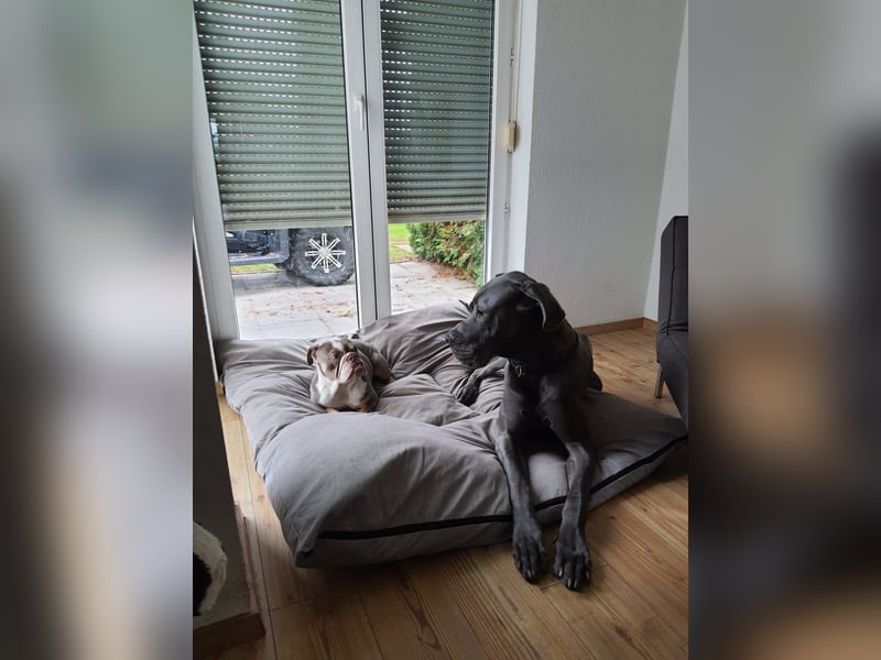 Englische Bulldogge