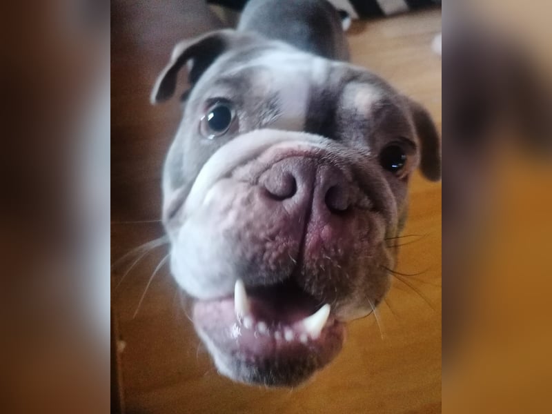 Englische Bulldogge