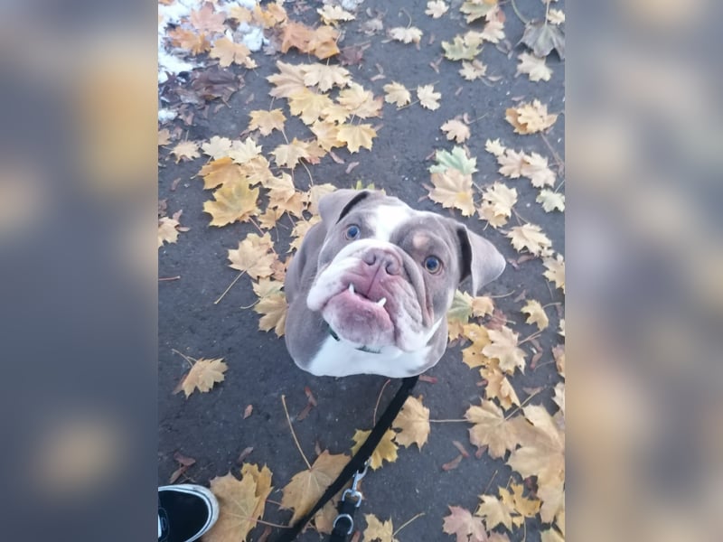 Englische Bulldogge