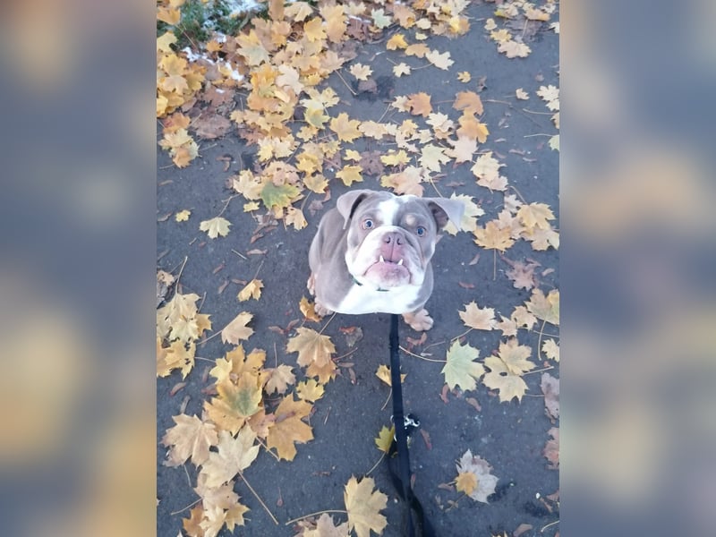 Englische Bulldogge