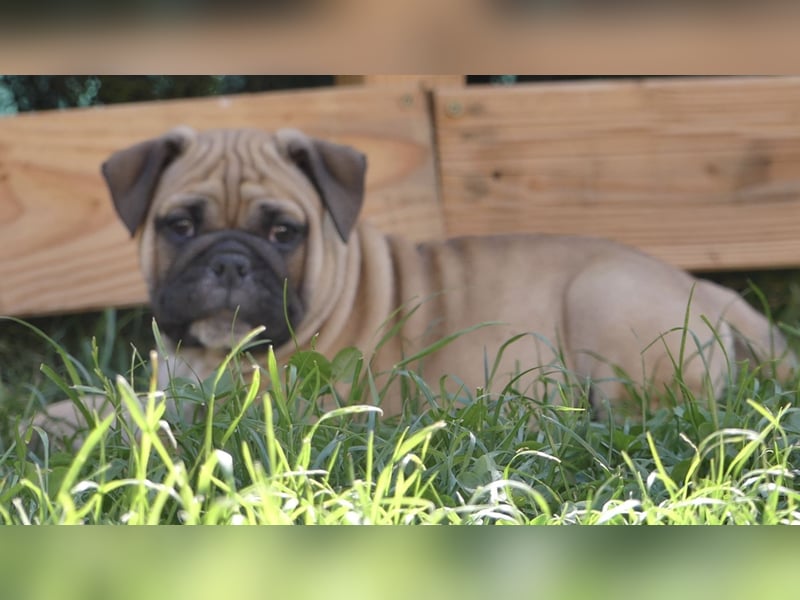 Freiatmige Bulldoggenwelpen Abgabebereit