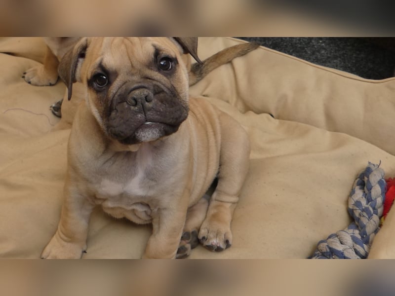 Freiatmige Bulldoggenwelpen Abgabebereit