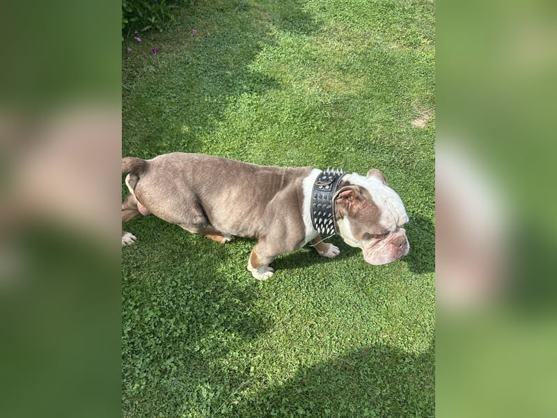 Old Englisch Bulldog Deckrüde reinrassig