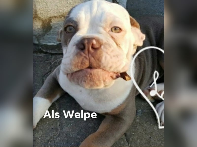 Old Englisch Bulldog Deckrüde reinrassig