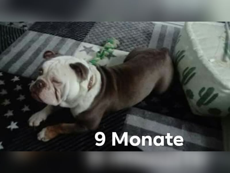 Old Englisch Bulldog Deckrüde reinrassig