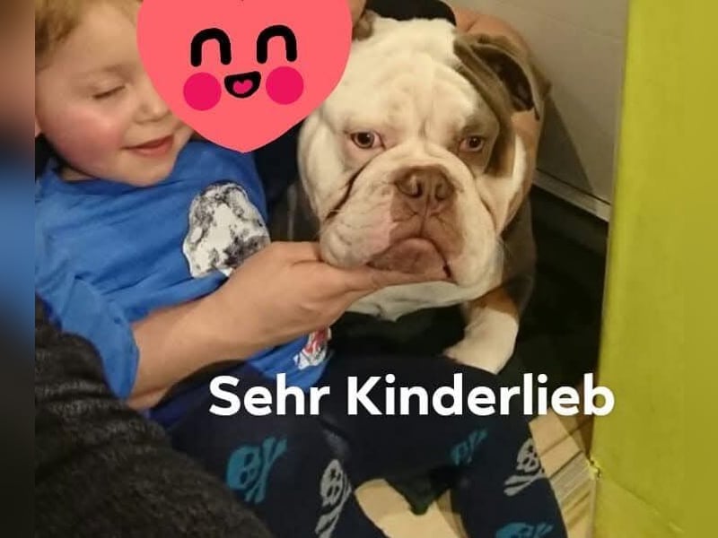 Old Englisch Bulldog Deckrüde reinrassig