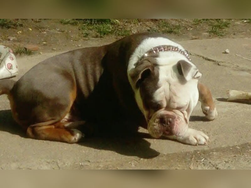 Old Englisch Bulldog Deckrüde reinrassig