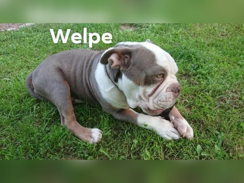 Old Englisch Bulldog Deckrüde reinrassig