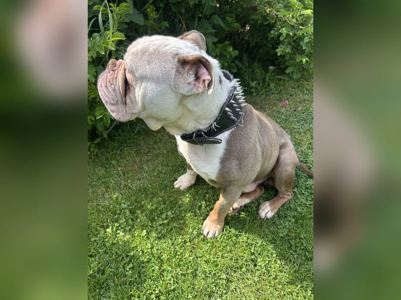 Old Englisch Bulldog Deckrüde reinrassig