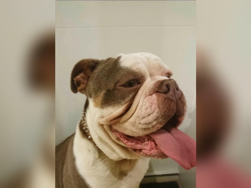 Old Englisch Bulldog Deckrüde reinrassig