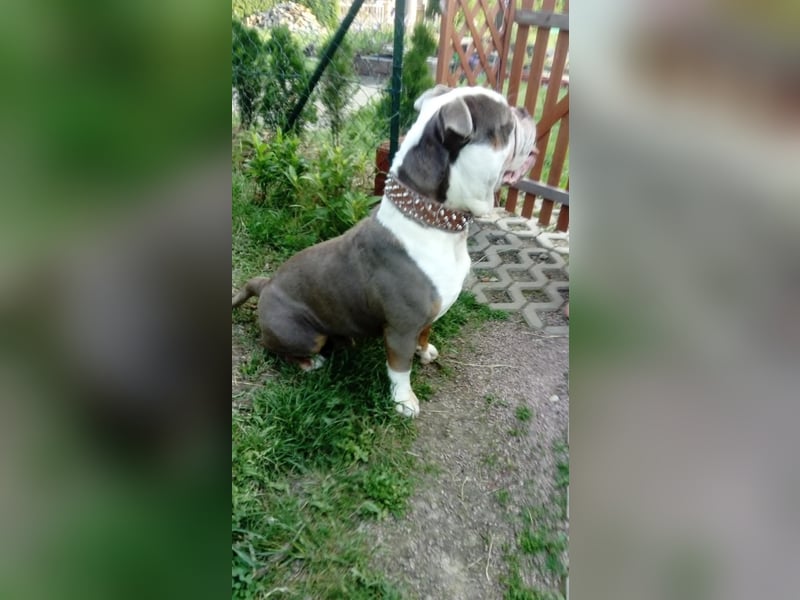 Old Englisch Bulldog Deckrüde reinrassig