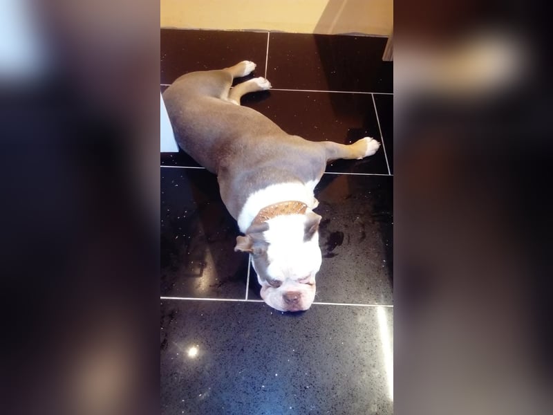 Old Englisch Bulldog Deckrüde reinrassig
