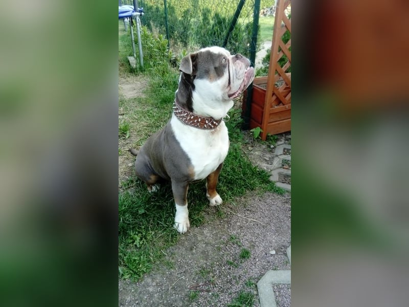 Old Englisch Bulldog Deckrüde reinrassig
