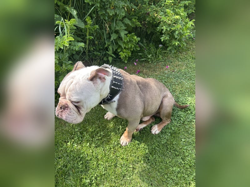 Old Englisch Bulldog Deckrüde reinrassig